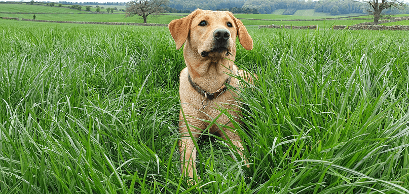 A happy dog on a nature trail A happy dog on a nature trail