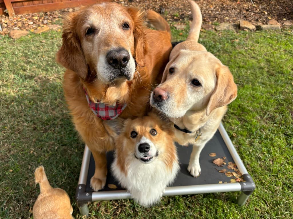 pet sitter interacting with dog pet sitter interacting with dog