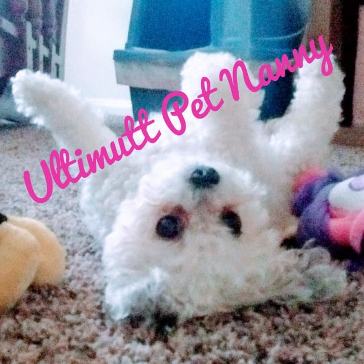 simple paw print, pets, caring hands in a minimalistic style simple paw print, pets, caring hands in a minimalistic style