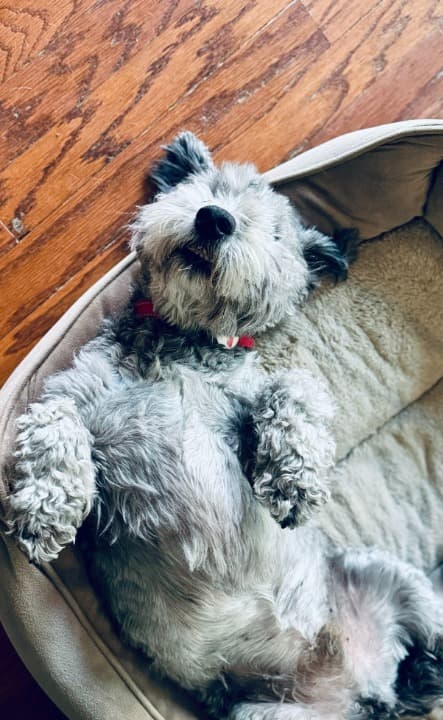 dog playing in boarding facility dog playing in boarding facility