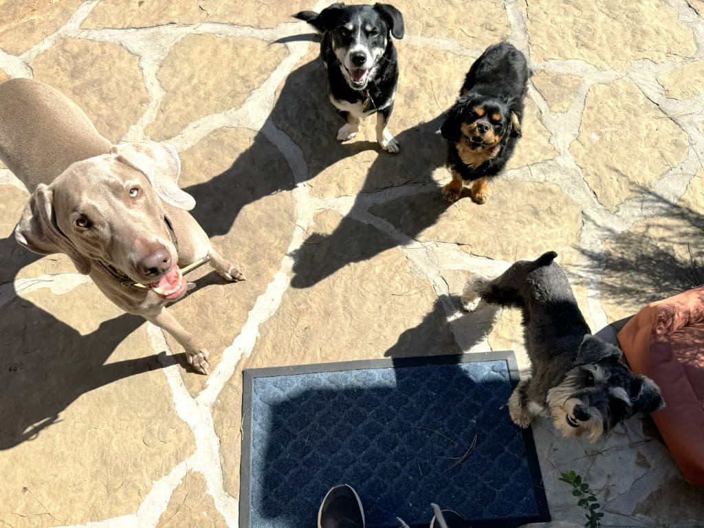 happy dogs playing in a spacious yard
