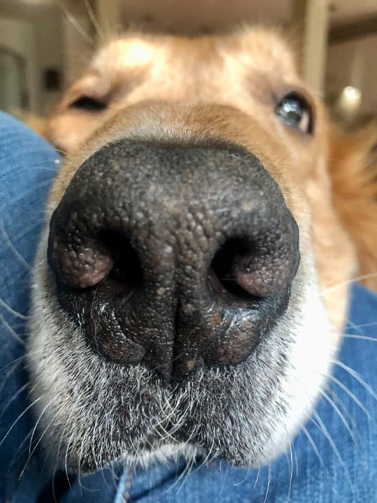 caregiver tucking dog into bed caregiver tucking dog into bed