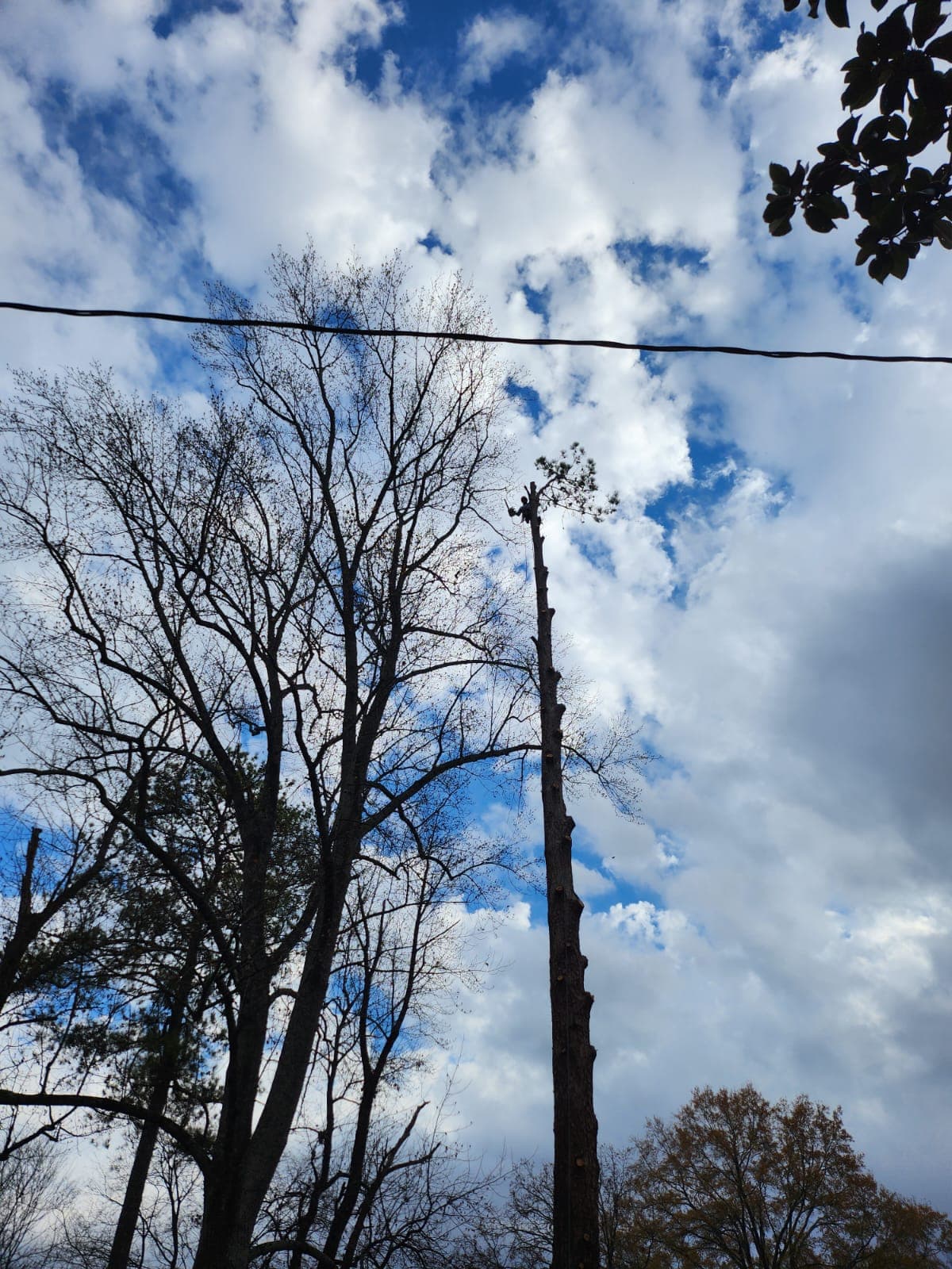 Tree service equipment at work Tree service equipment at work