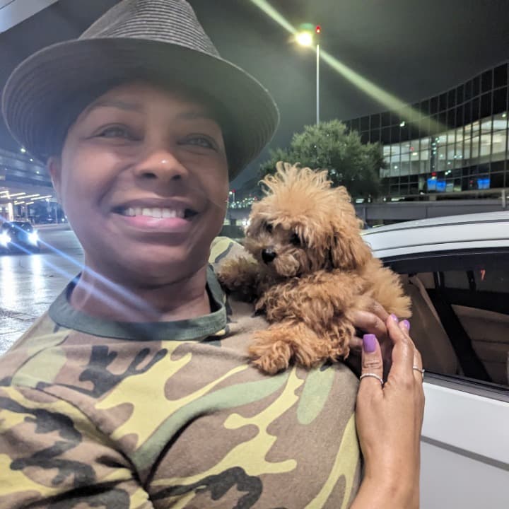 happy small dog in airplane happy small dog in airplane