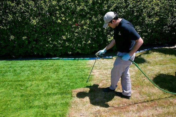 Green lawn transformed with turf tint Green lawn transformed with turf tint