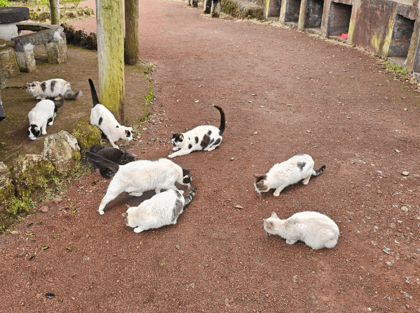 abandoned cats abandoned cats
